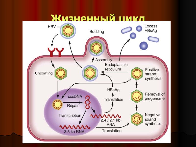 Жизненный цикл Жизненный цикл